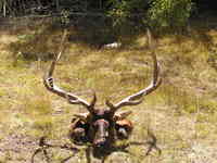 SCORE:310
SPREAD:44
ANTLERS:6x6
