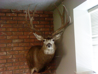 SCORE:184 1/2
SPREAD:22 1/2
ANTLERS:4x4
