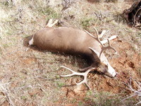 SCORE:171
SPREAD:28 1/4
ANTLERS:4x4
