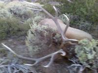 SCORE:286
SPREAD:38
ANTLERS:6x6
