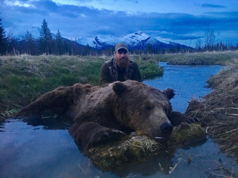 Alaska Peninsula Brown Bear