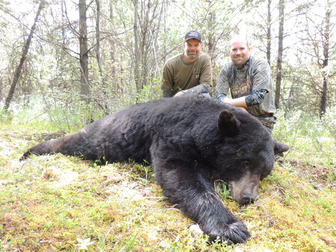 Trophy Quality Black Bear in British Columbia