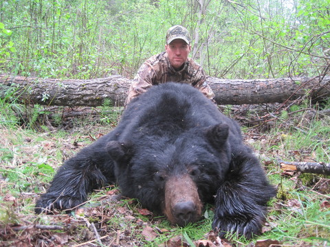 Trophy Quality Black Bear in British Columbia