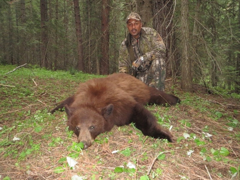 Idaho Black Bear over Bait or behind Hounds