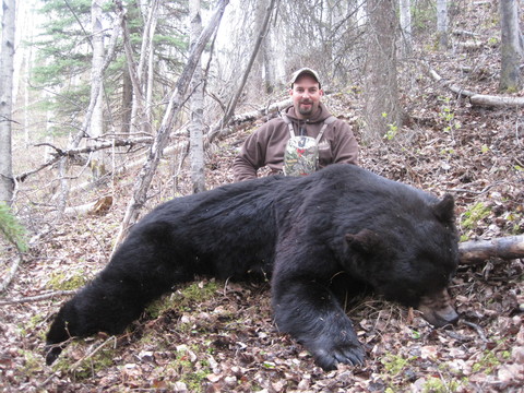 Trophy Quality Black Bear in British Columbia