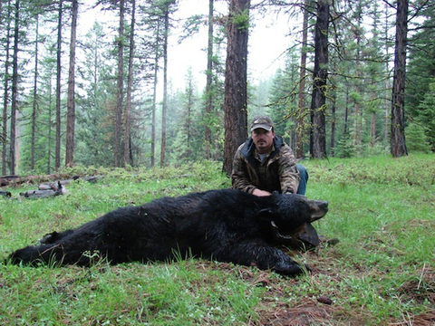 Idaho Black Bear over Bait or behind Hounds