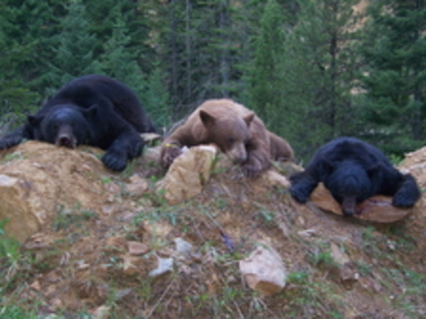 Idaho Black Bear Hunt Two Bear Opportunity