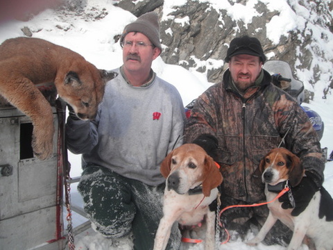 Idaho Cougar Hunt