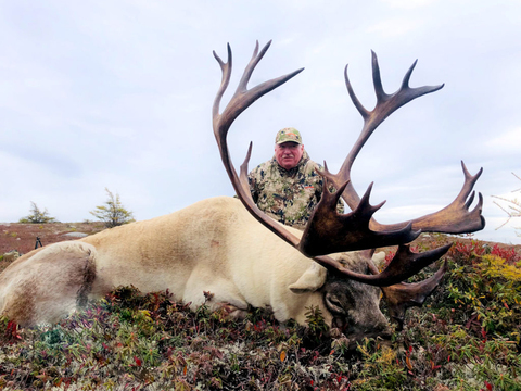 High Success Trophy Woodland Caribou 