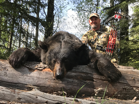 Giant Black Bears in Alberta