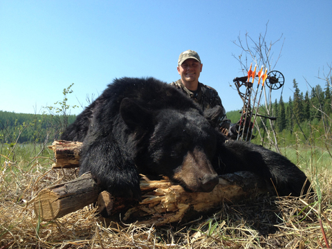 Giant Black Bears in Alberta