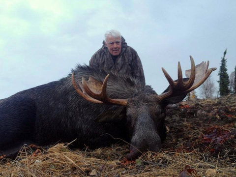 Alberta Canadian Moose