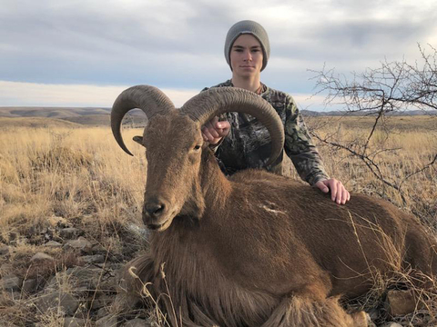 New Mexico Private Land Barbary Sheep