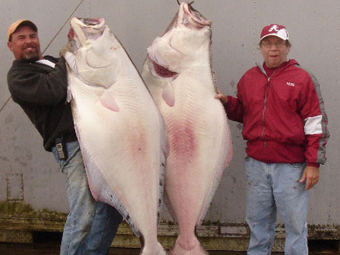 Ketchikan Alaska Halibut, Cod and Sea Run Salmon