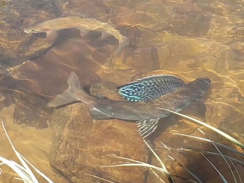 Wilderness Horseback Fishing trips for Grayling, Cutthroat, Brook and Tiger Trout