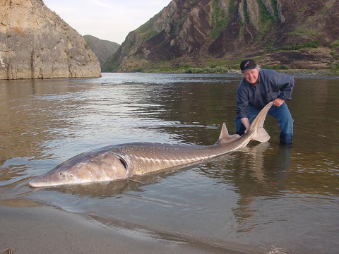 Idaho Hells Canyon Sturgeon, Stealhead, Walleye and Salmon