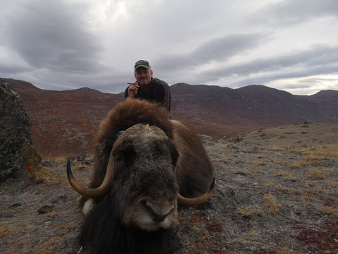 Greenland Fall and Winter Muskox Hunts