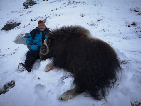 Greenland Fall and Winter Muskox Hunts