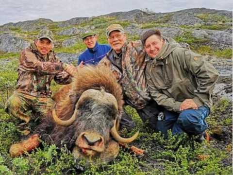 Greenland Fall and Winter Muskox Hunts