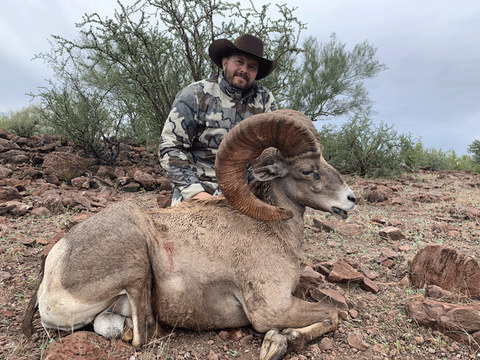 Mexico Desert Bighorn Sheep Hunt