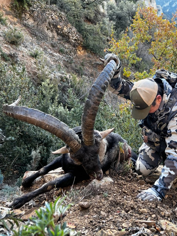 Spain Ibex