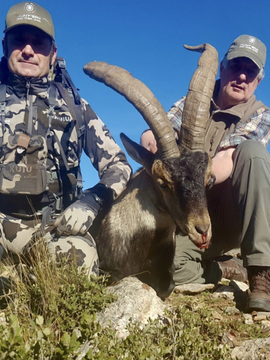 Spain Ibex