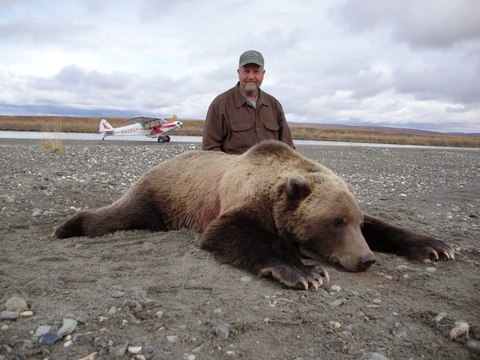 Alaska Giant Arctic Grizzly Bear