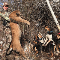 Consulting Cougar