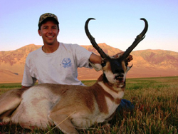 WesternWildlifePronghorn1