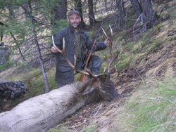 Wild Idaho Elk